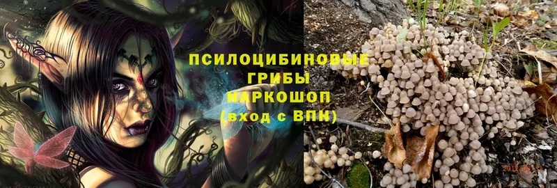 купить  цена  Тырныауз  Псилоцибиновые грибы Magic Shrooms 